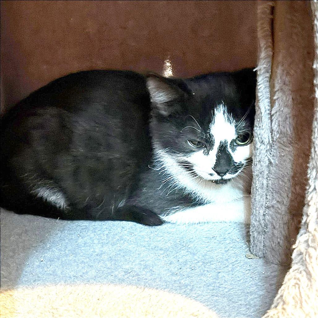 Lucas, a Adoptable Domestic Short Hair in Wichita, KS image 2/6