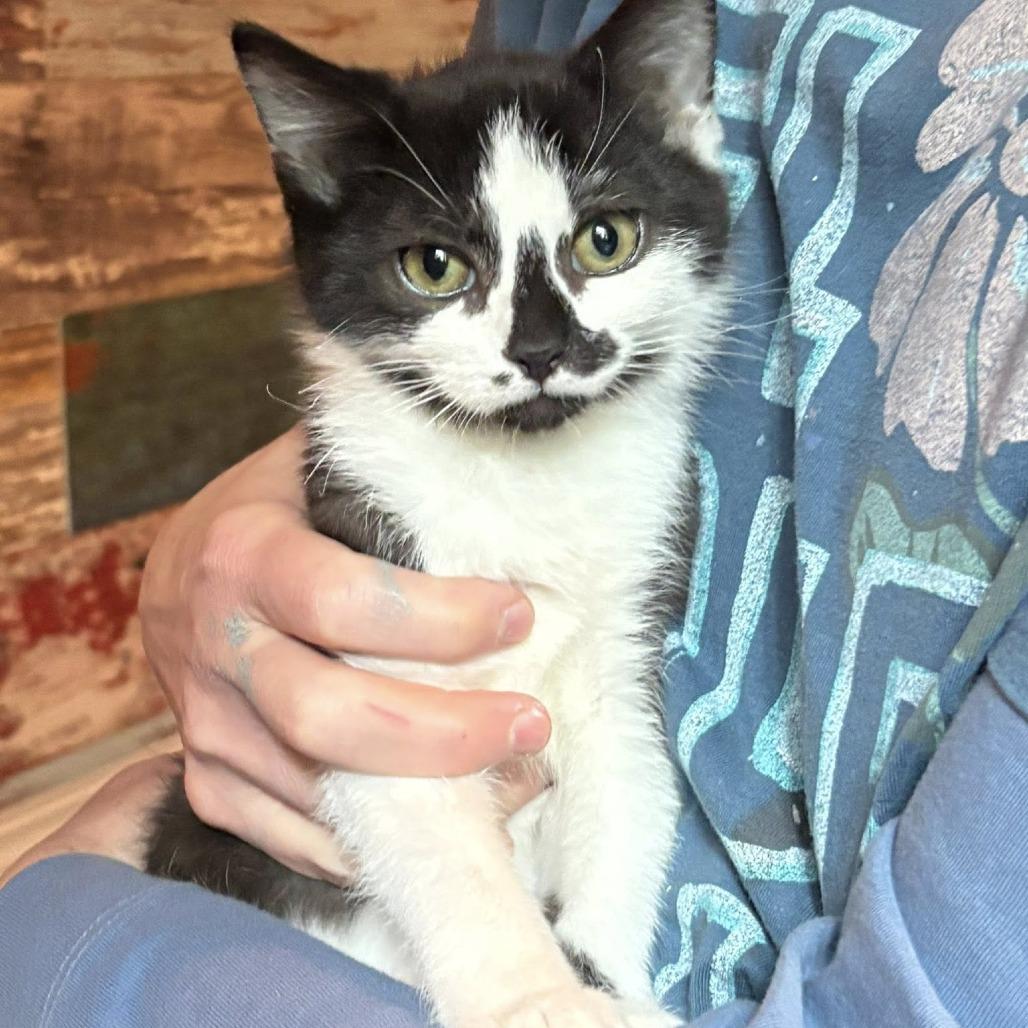 Lucas, a Adoptable Domestic Short Hair in Wichita, KS image 3/6