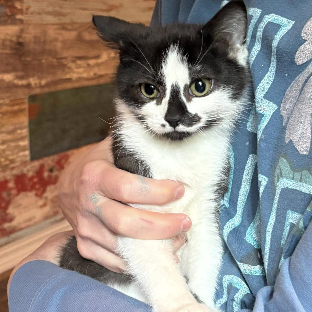 Lucas, a Adoptable Domestic Short Hair in Wichita, KS image 4/6