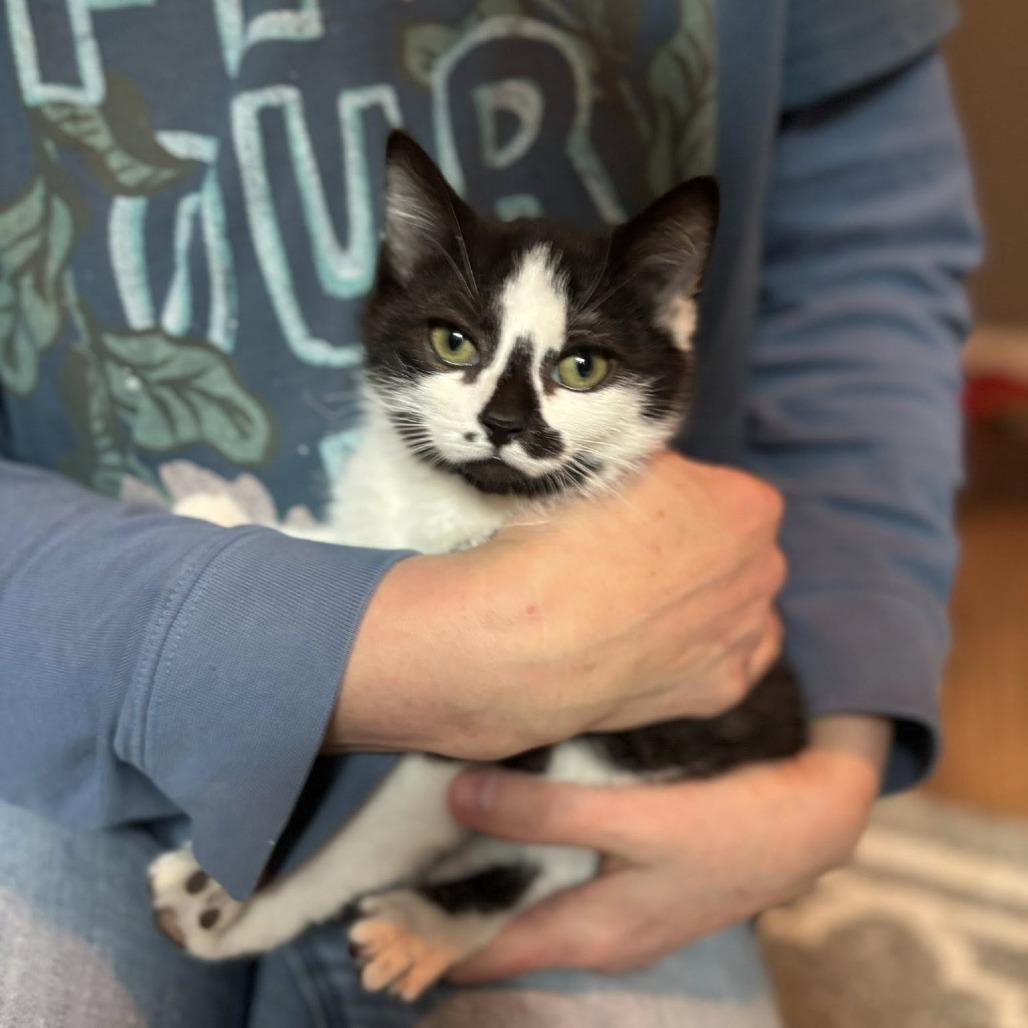 Lucas, a Adoptable Domestic Short Hair in Wichita, KS image 6/6