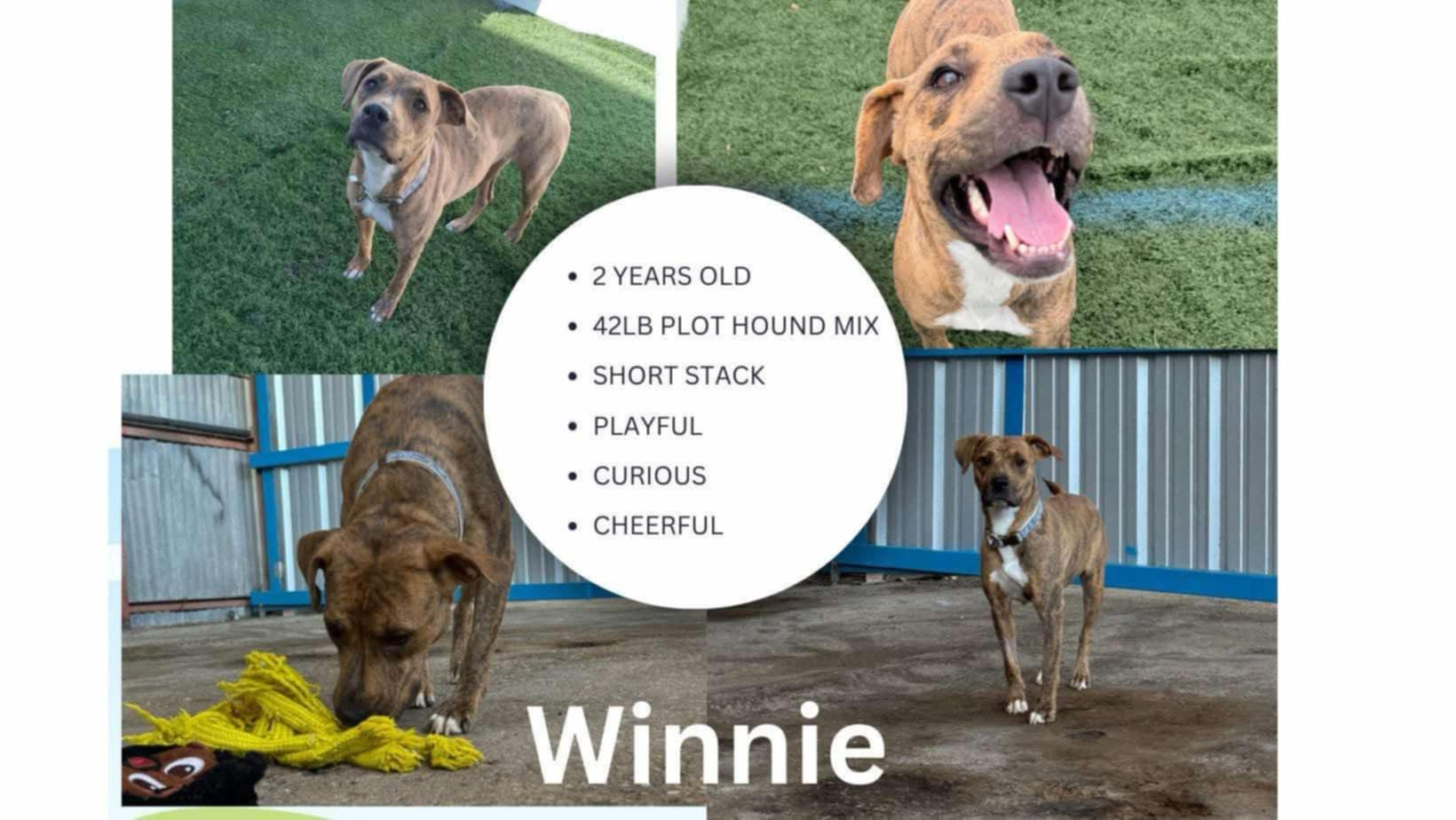 Winnie JD
