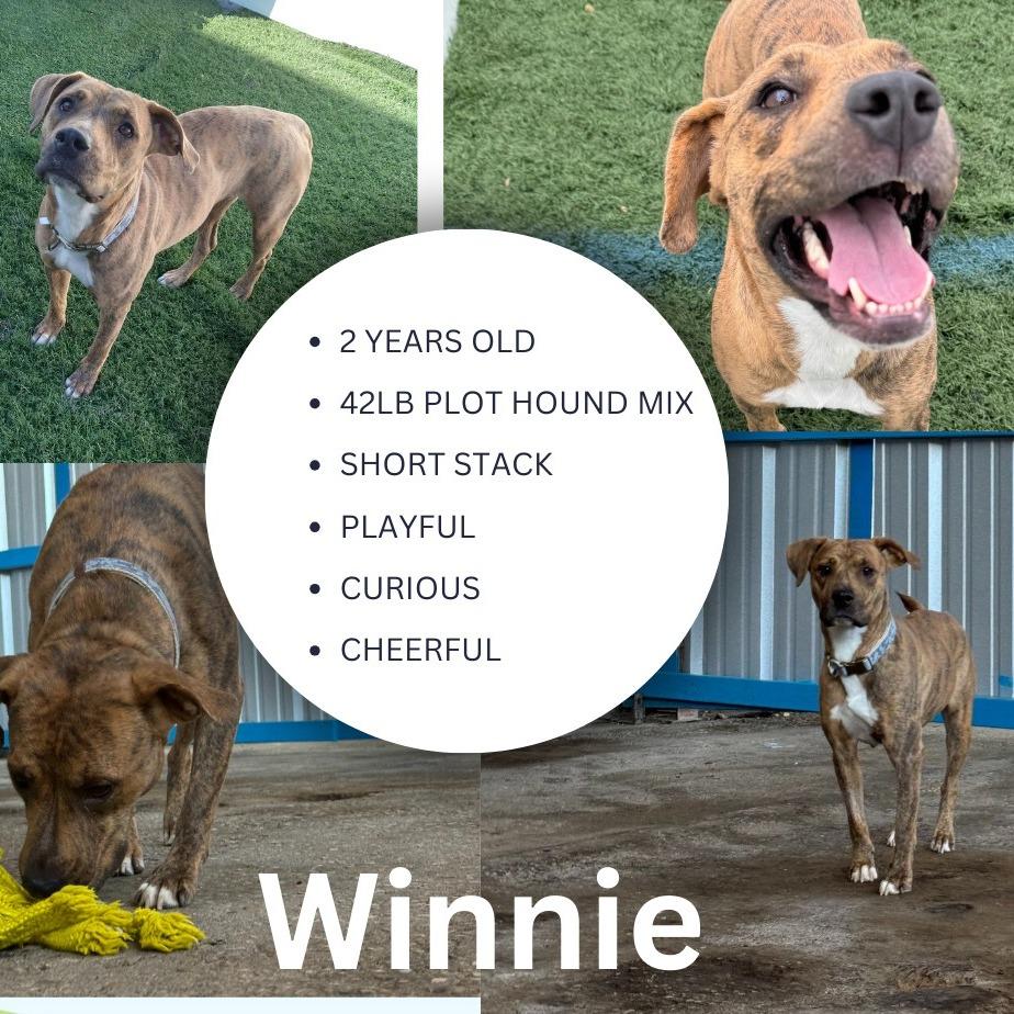 Winnie JD 3