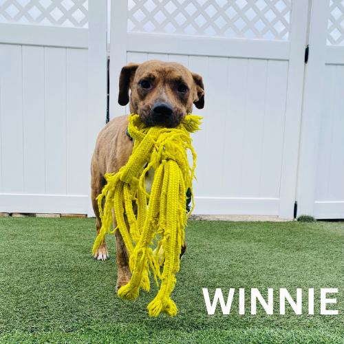 Winnie JD 5
