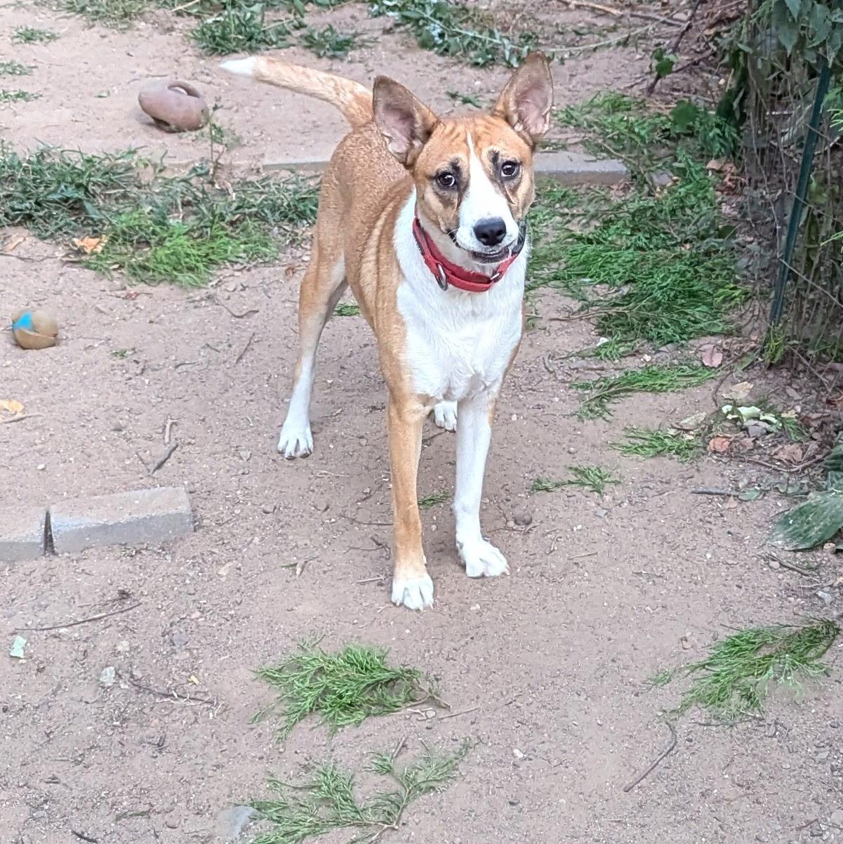 Enlarge Siler, a Adoptable mixed breed in Paramus, NJ image 2/6