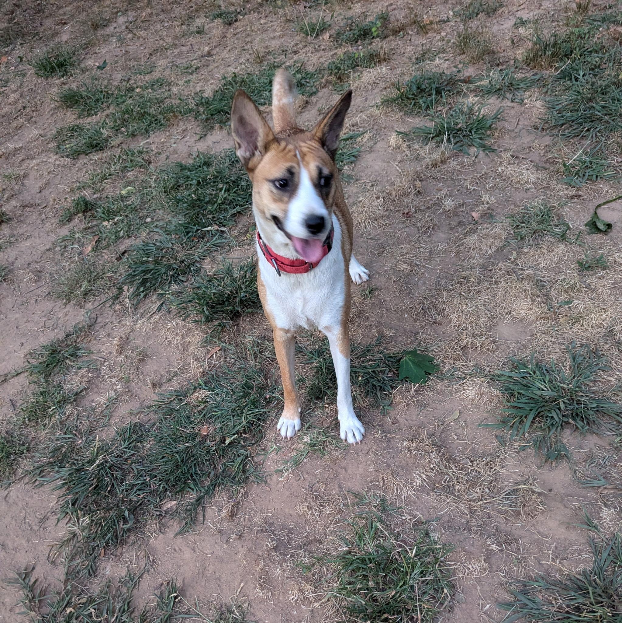 Enlarge Siler, a Adoptable mixed breed in Paramus, NJ image 3/6