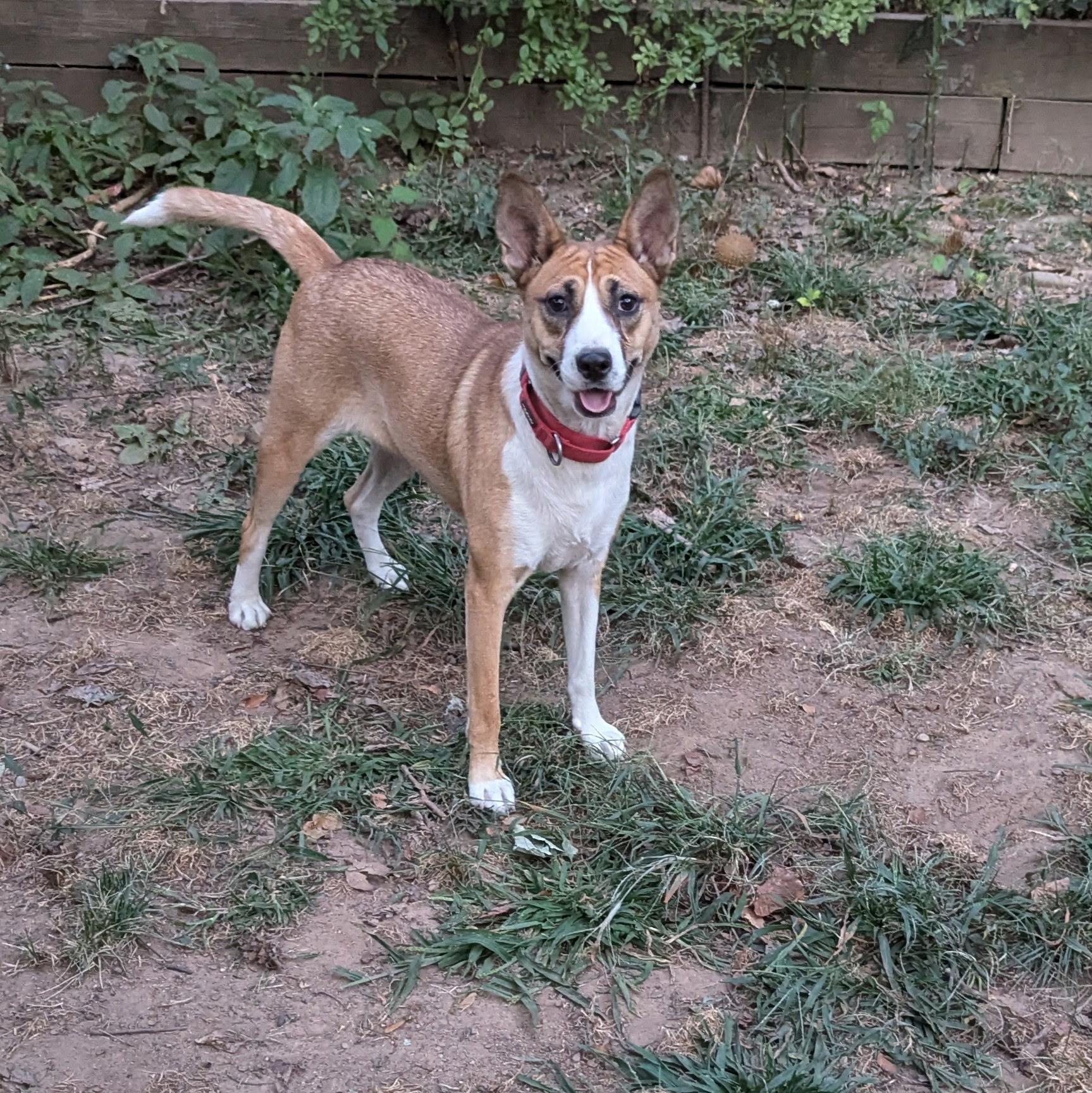 Enlarge Siler, a Adoptable mixed breed in Paramus, NJ image 5/6