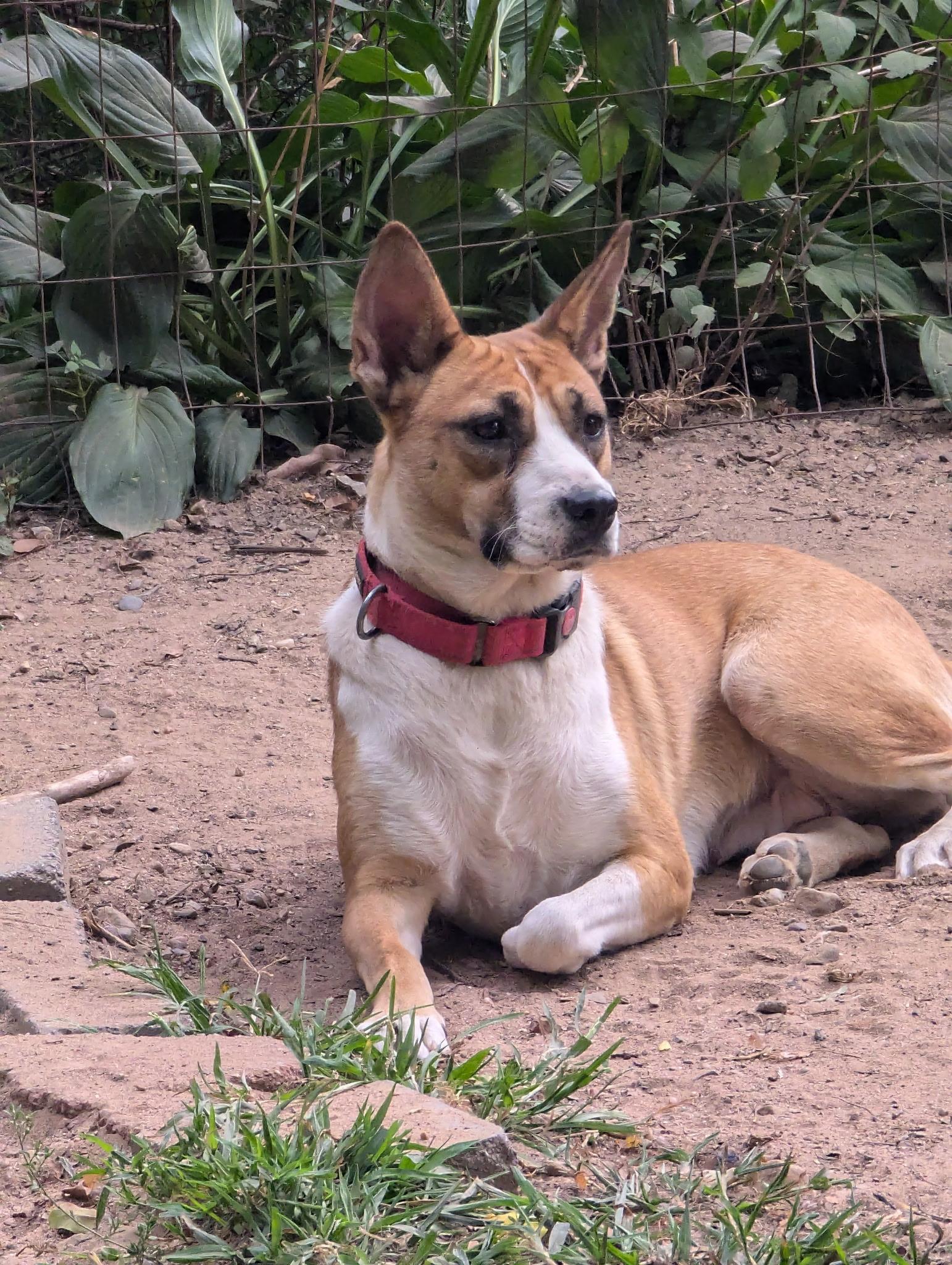 Enlarge Siler, a Adoptable mixed breed in Paramus, NJ image 6/6