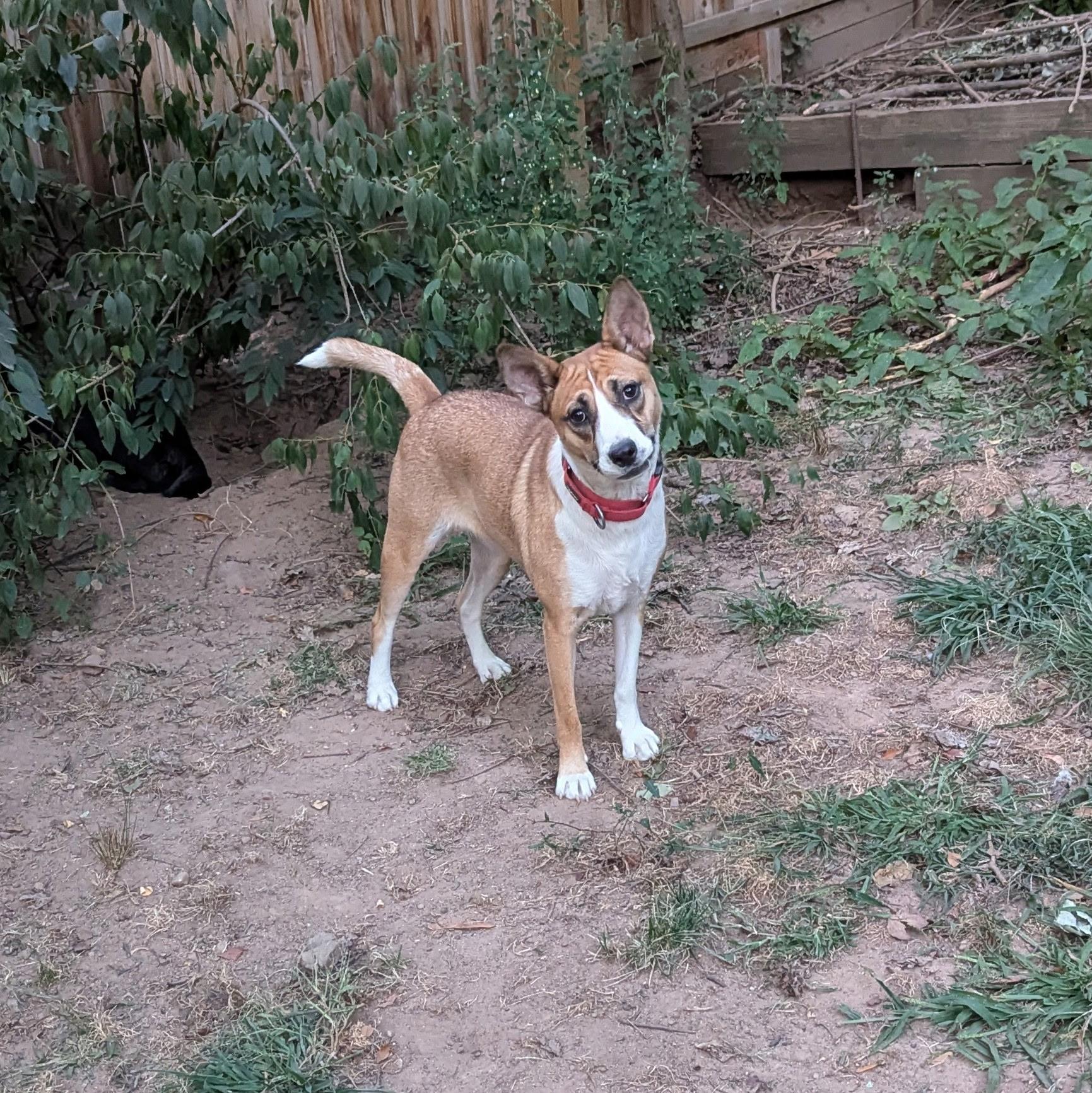 Siler, Adoptable, Adult Female Cattle Dog.