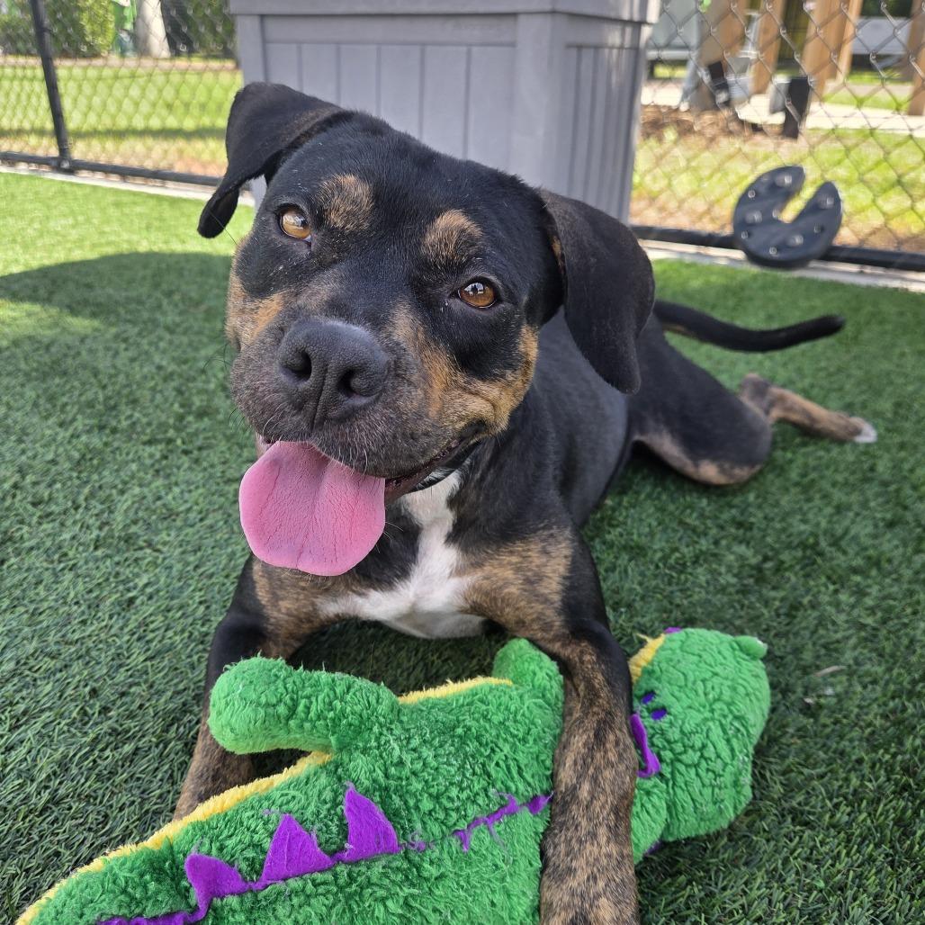 Dumpling, Adoptable, Adult Female Rottweiler & Mixed Breed.