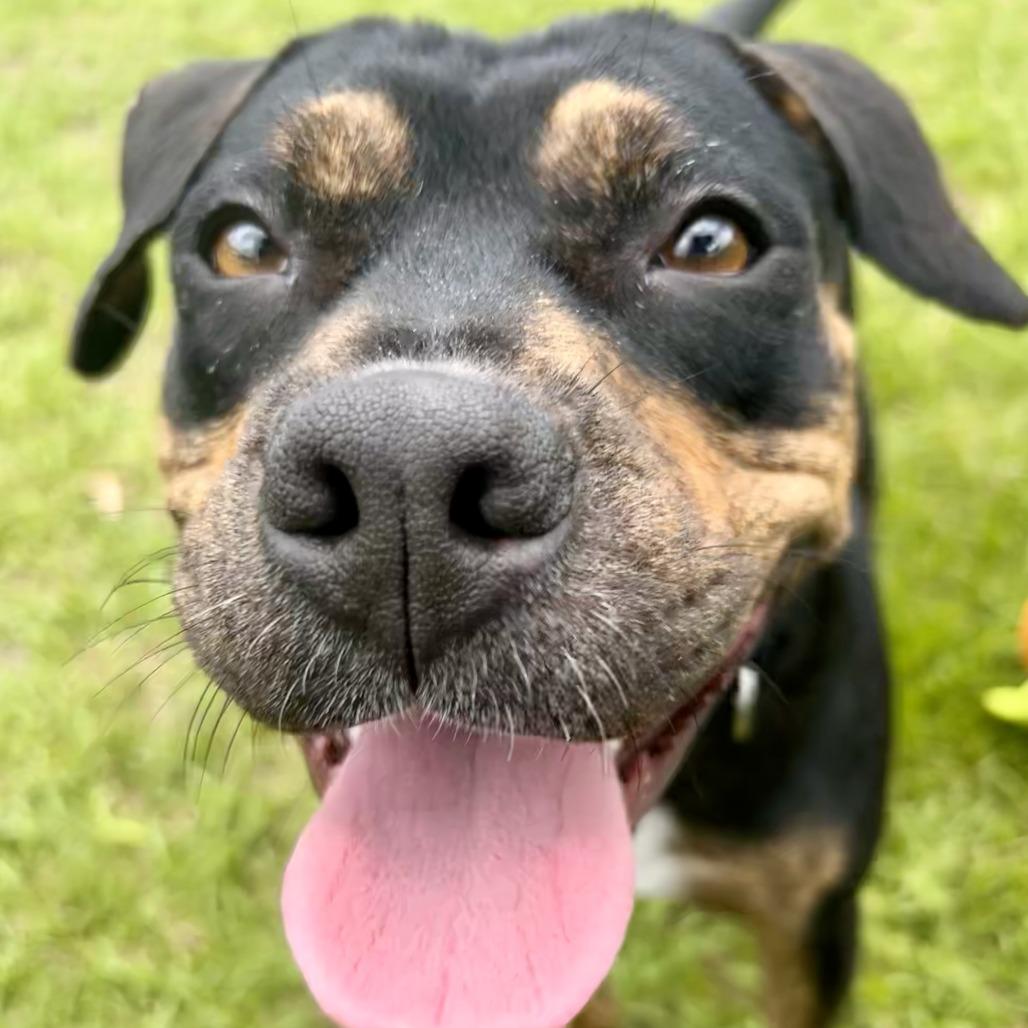 Enlarge Dumpling, a Adoptable mixed breed in Bradenton, FL image 2/3