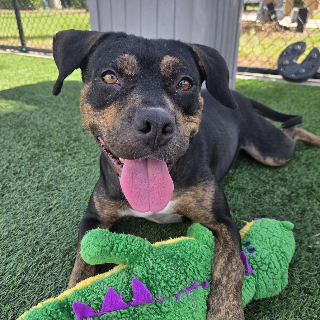 Enlarge Dumpling, a Adoptable mixed breed in Bradenton, FL image 3/3