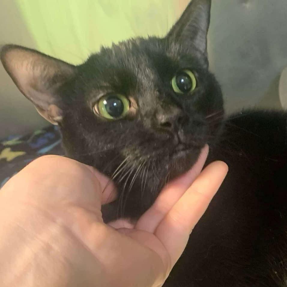 Miss Twilight, Adoptable, Adult Female Domestic Short Hair.