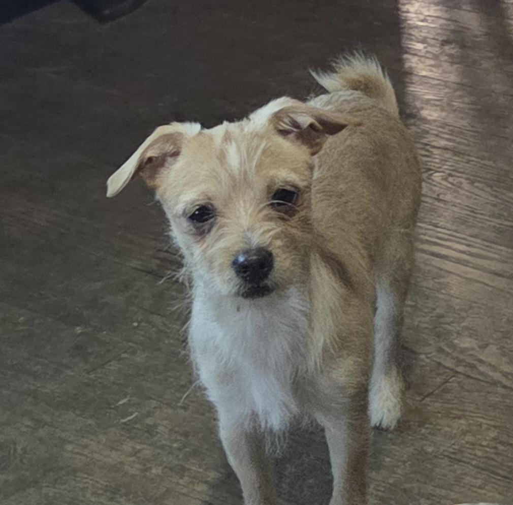 Enlarge Jett, a ADOPTABLE mixed breed in Grand Rapids, MI image 2/2