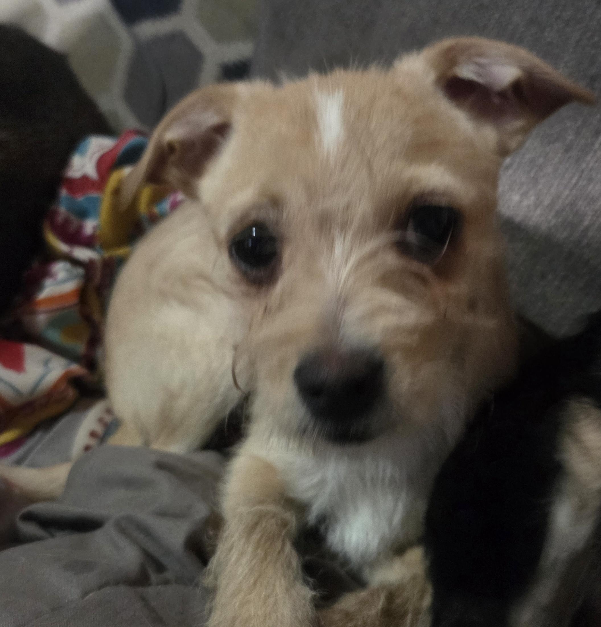Jett, ADOPTABLE, Young Male Yorkshire Terrier.