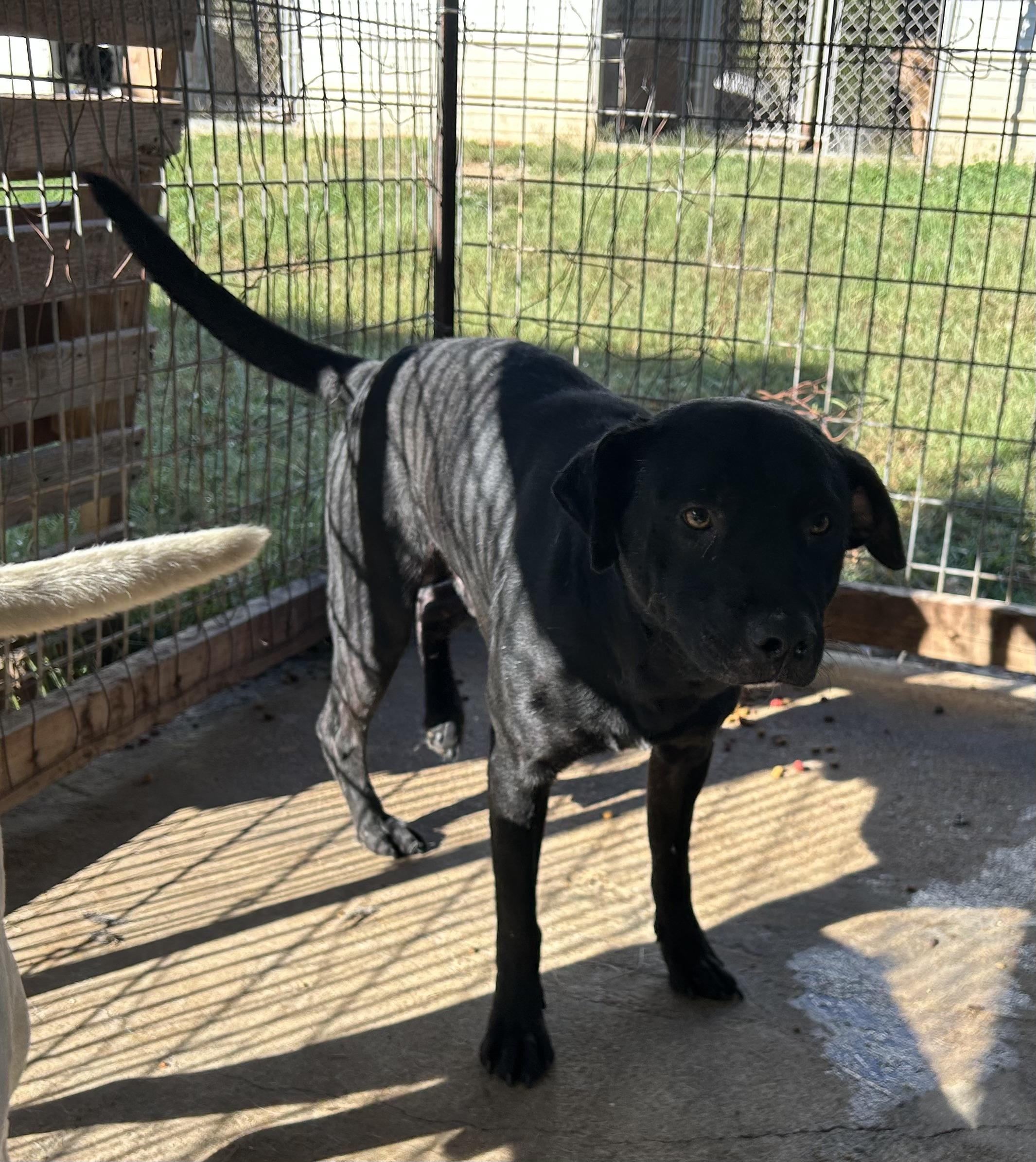 Dak, Adoptable, Adult Male Black Labrador Retriever.