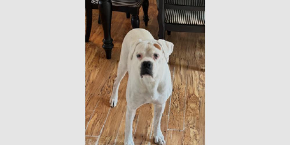 Nova II - Silver Heart, Adoptable, Senior Male Boxer.