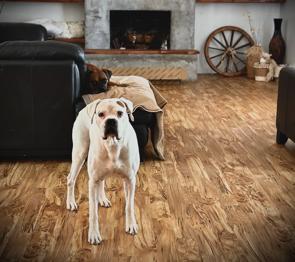 Enlarge Nova II - Silver Heart, a Adoptable Boxer in Hewitt, TX image 2/4