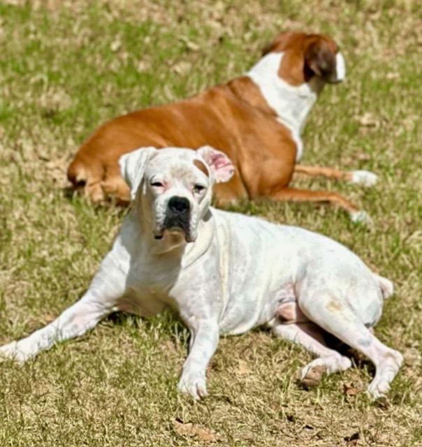 Nova II - Silver Heart — thumbnail 3