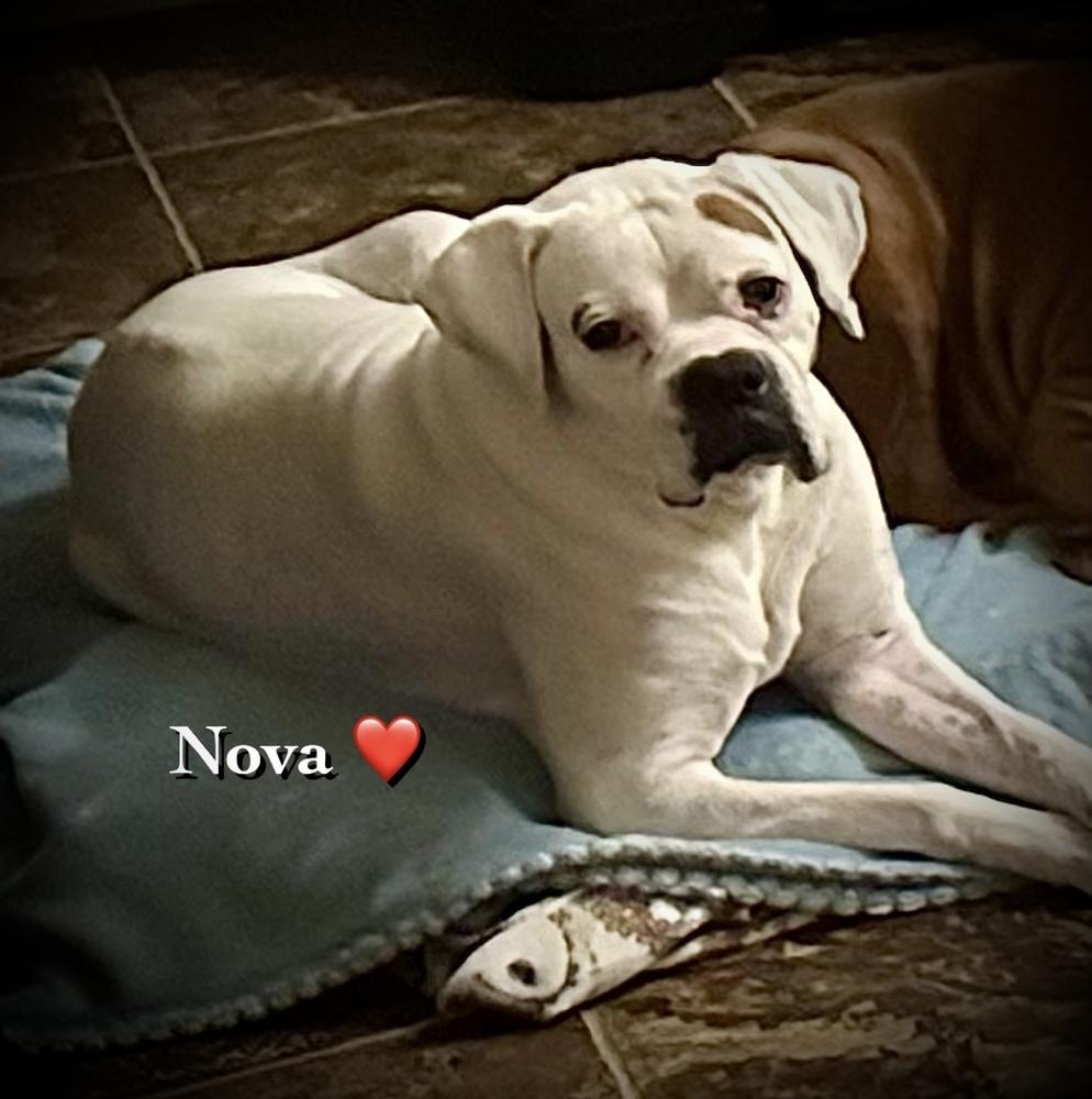 Nova II - Silver Heart — thumbnail 4