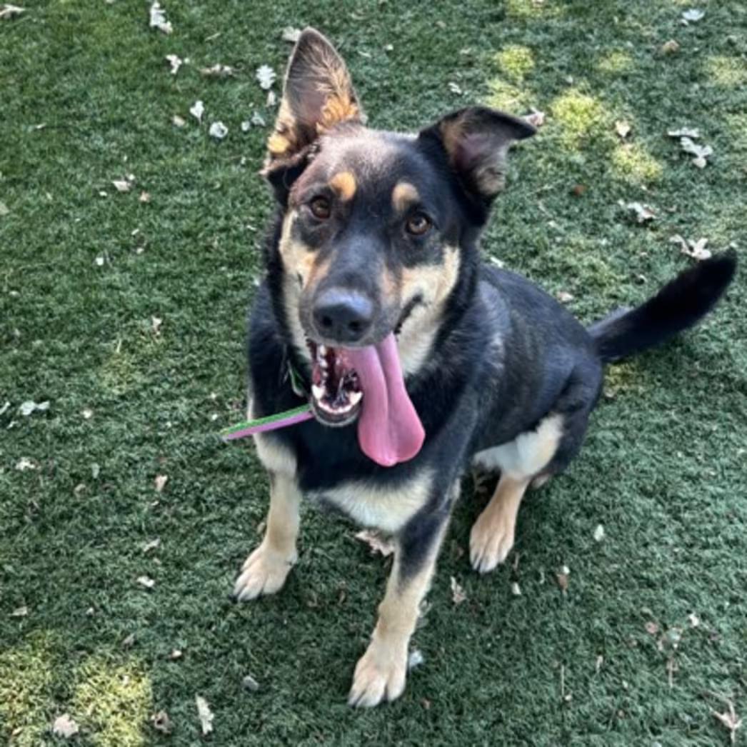 Enlarge Athena, a ADOPTABLE mixed breed in Red Bluff, CA image 1/1