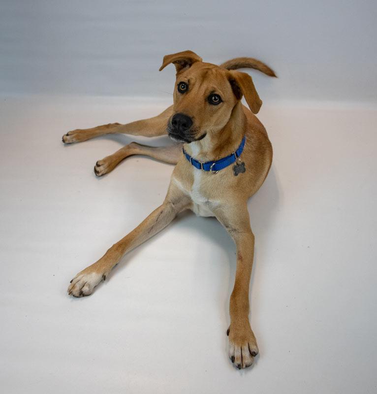 Paxton, a ADOPTABLE mixed breed in Kennesaw, GA image 4/6