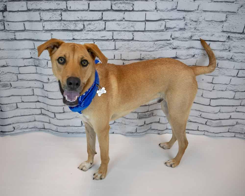 Paxton, a ADOPTABLE mixed breed in Kennesaw, GA image 2/6