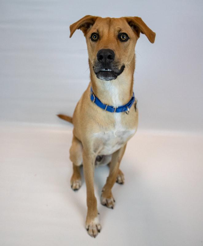 Paxton, a ADOPTABLE mixed breed in Kennesaw, GA image 3/6