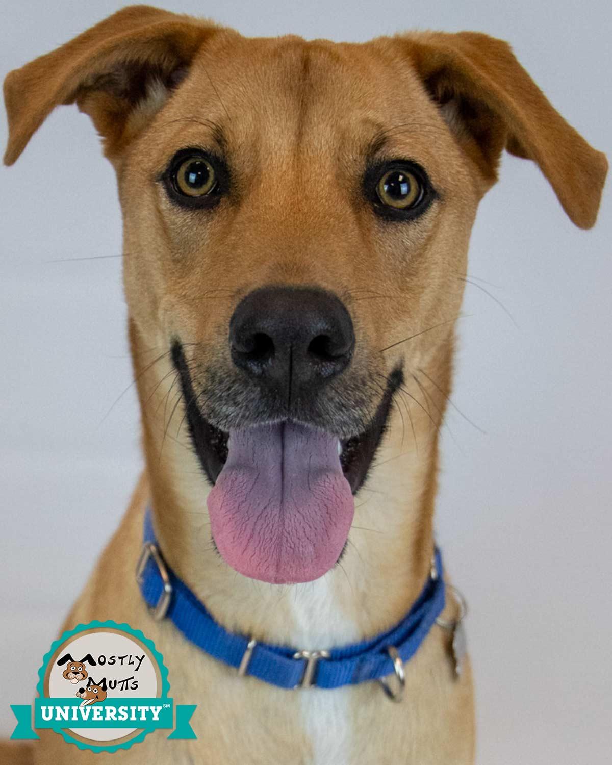 Paxton, a ADOPTABLE mixed breed in Kennesaw, GA image 1/6