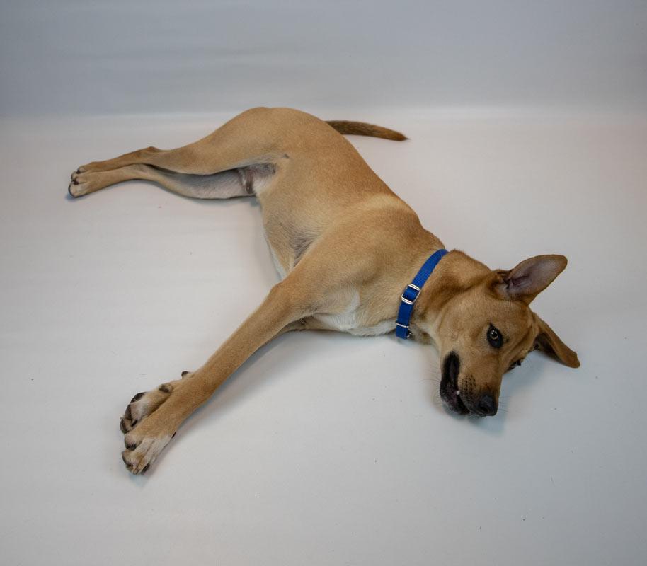 Paxton, a ADOPTABLE mixed breed in Kennesaw, GA image 5/6