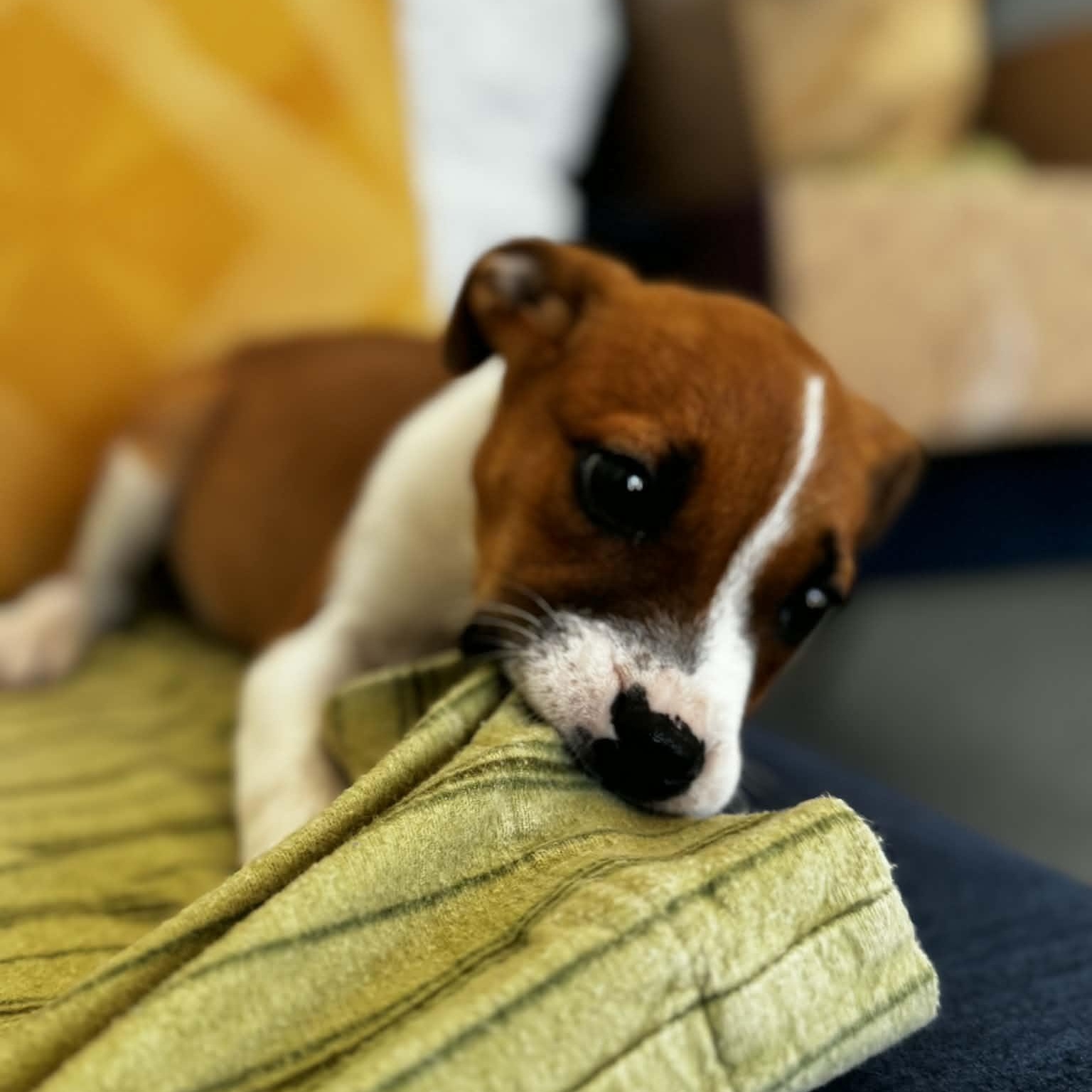 Enlarge Stella, a ADOPTABLE mixed breed in Danbury, CT image 6/6