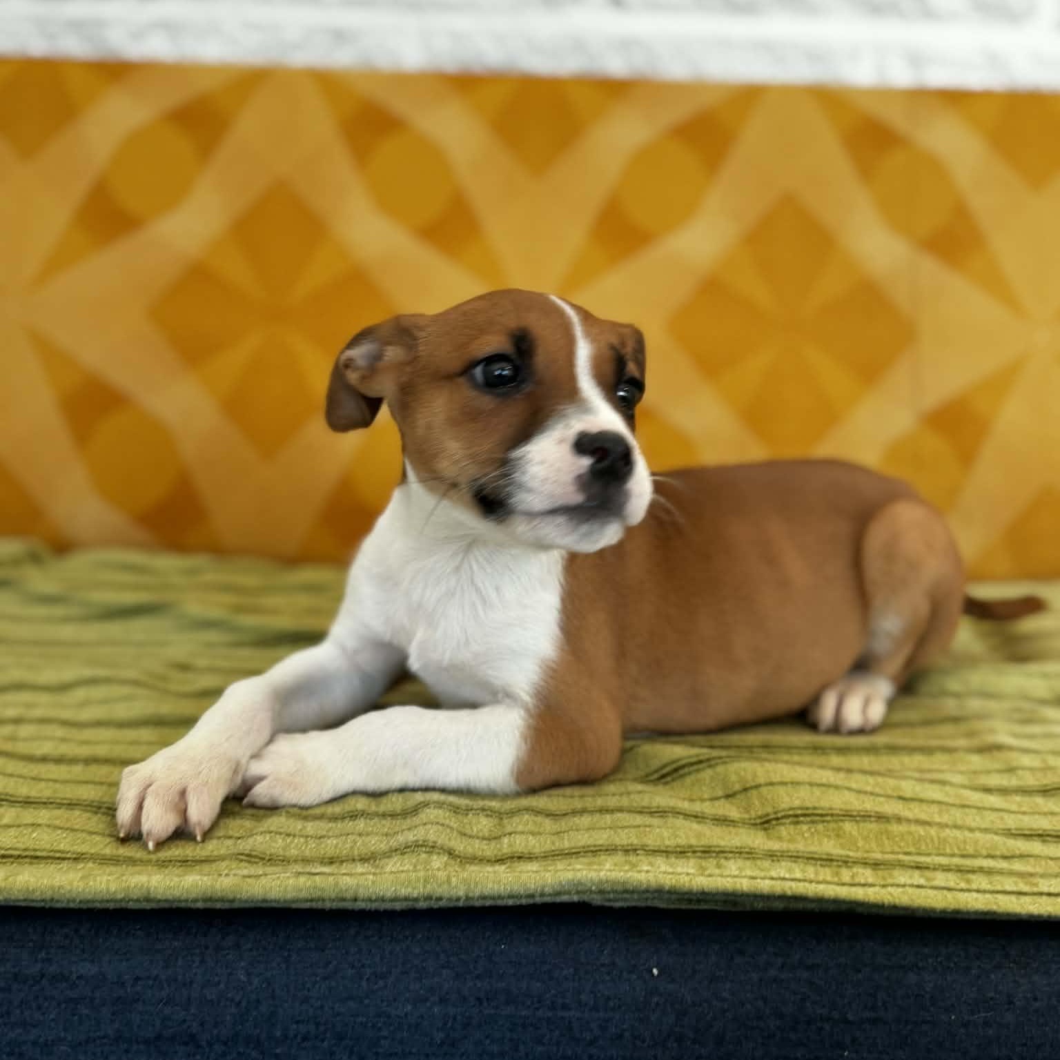 Enlarge Stella, a ADOPTABLE mixed breed in Danbury, CT image 4/6