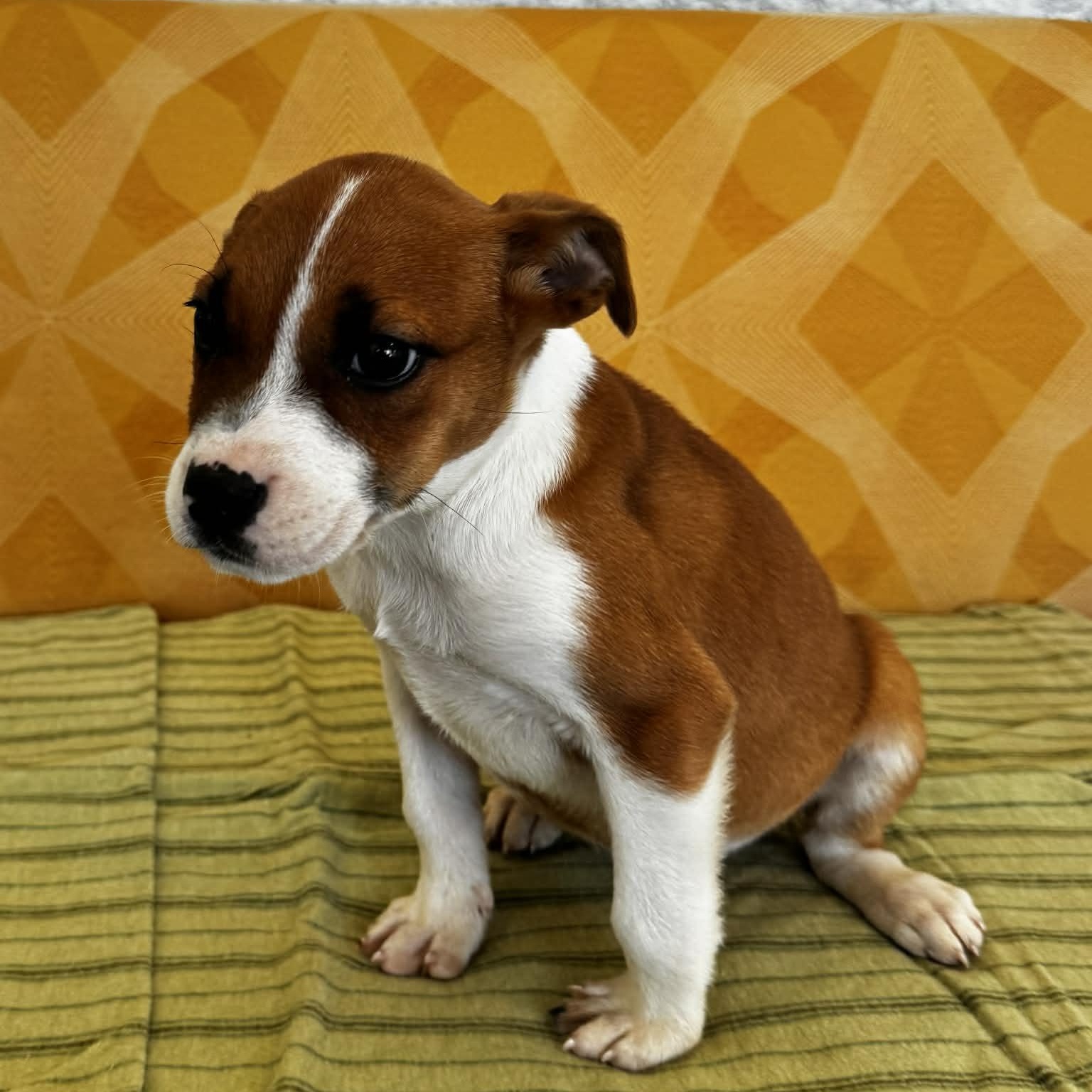 Enlarge Stella, a ADOPTABLE mixed breed in Danbury, CT image 5/6