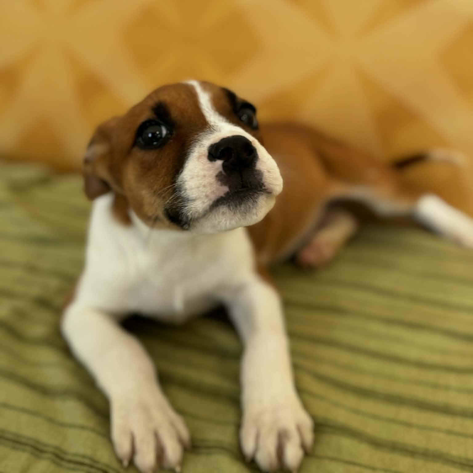 Enlarge Stella, a ADOPTABLE mixed breed in Danbury, CT image 3/6