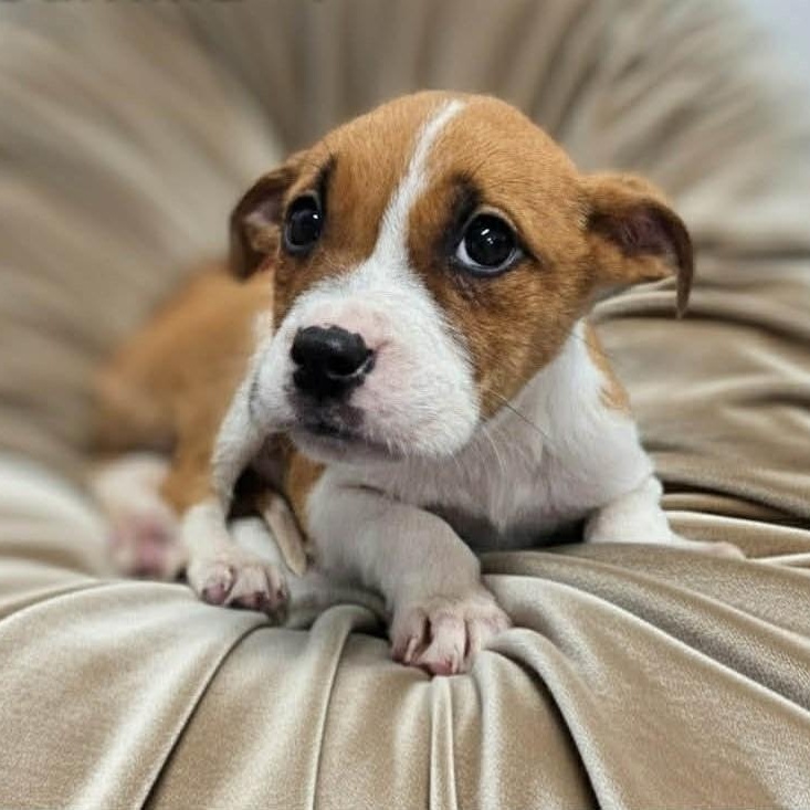 Stella, ADOPTABLE, Puppy Female American Staffordshire Terrier.