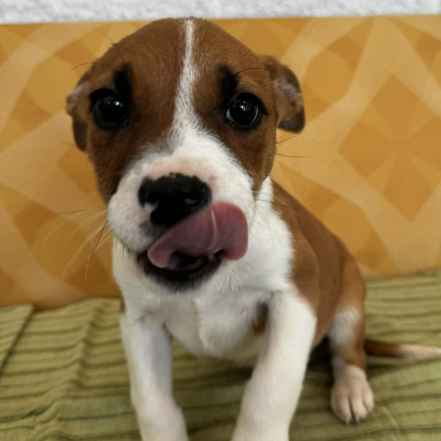 Enlarge Stella, a ADOPTABLE mixed breed in Danbury, CT image 2/6