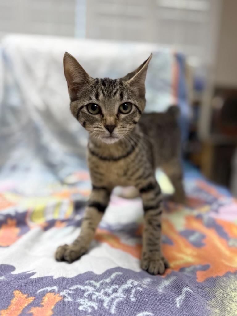 Pinochle, Adoptable, Kitten Female Domestic Short Hair.