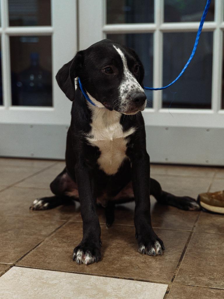 LeBer, Adoptable, Puppy Male Coonhound.