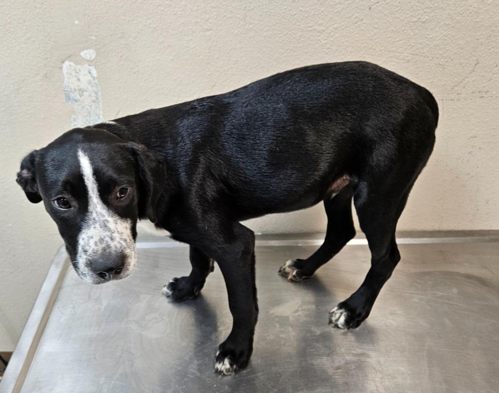 LeBer, a Adoptable mixed breed in Mocksville, NC image 2/5