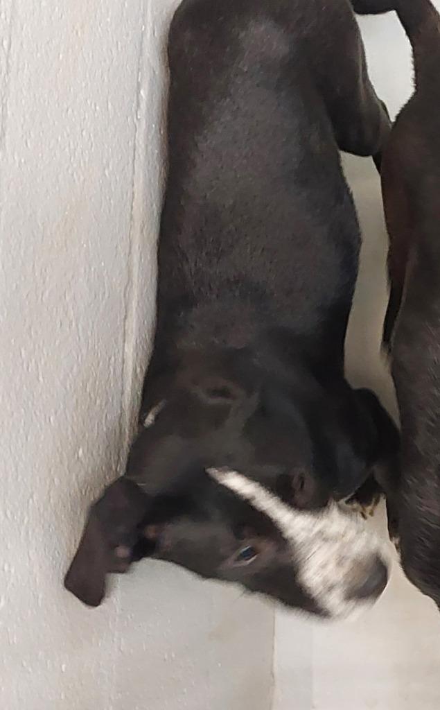 LeBer, a Adoptable mixed breed in Mocksville, NC image 3/5