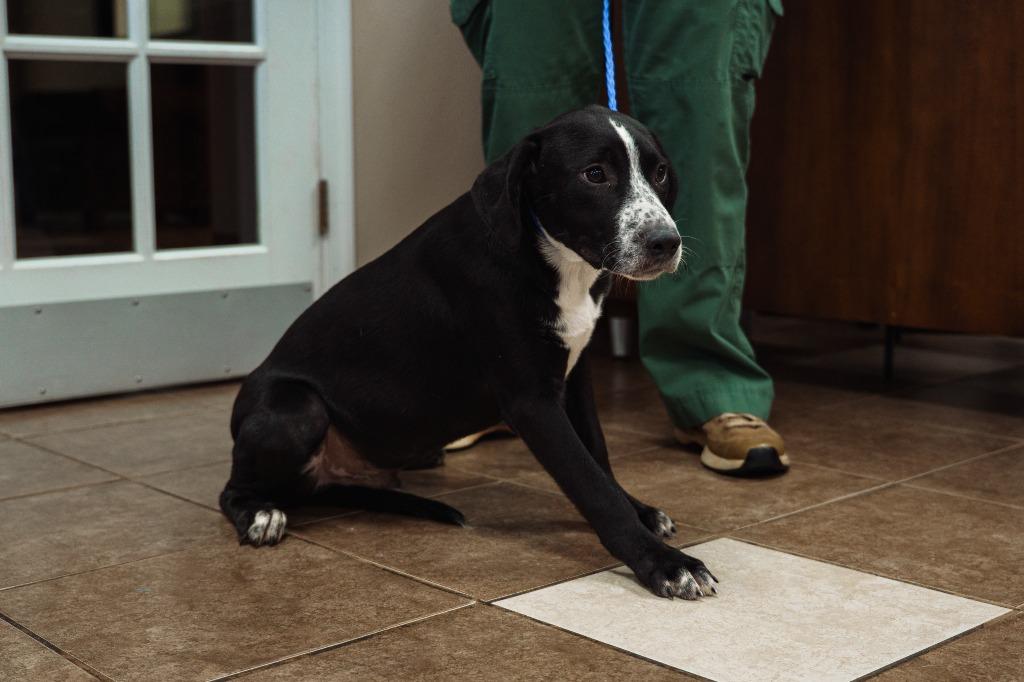 LeBer, a Adoptable mixed breed in Mocksville, NC image 4/5