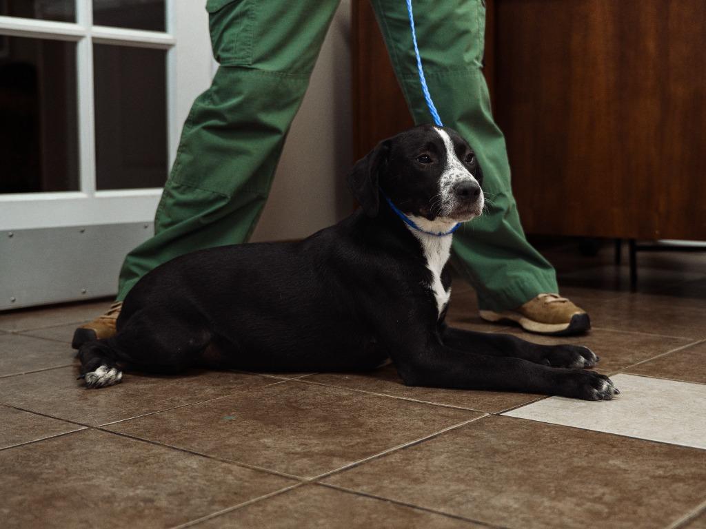 LeBer, a Adoptable mixed breed in Mocksville, NC image 5/5
