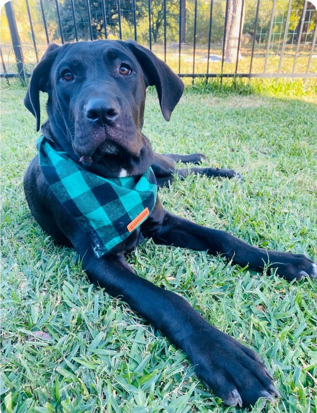 Hans & Hanna, Adoptable, Young Male Great Dane & Labrador Retriever.