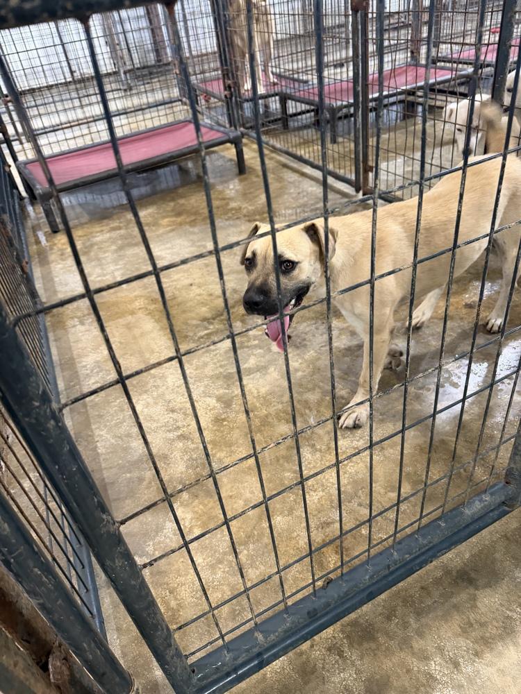 Enlarge J.B. (Jack Black), a Adoptable mixed breed in Crystal Springs, MS image 1/1