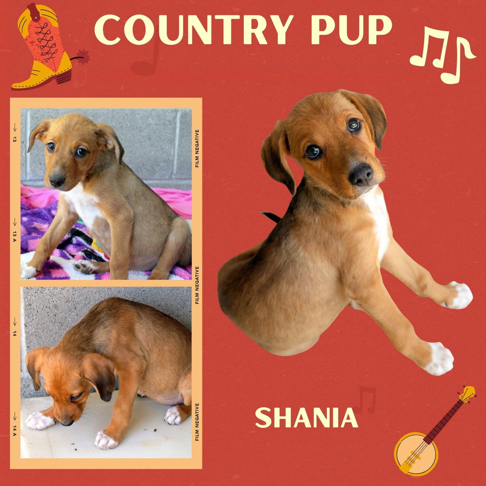 Shania (Puppy), Adoptable, Puppy Female Hound.
