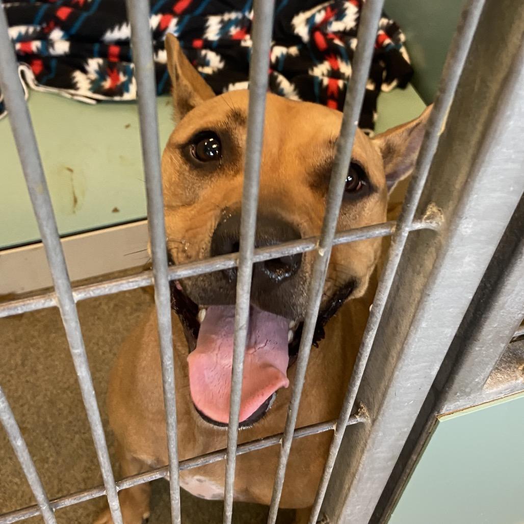 Lola, Adoptable, Adult Female Vizsla.