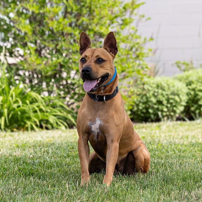 Enlarge Lola, a Adoptable mixed breed in Council Bluffs, IA image 2/2