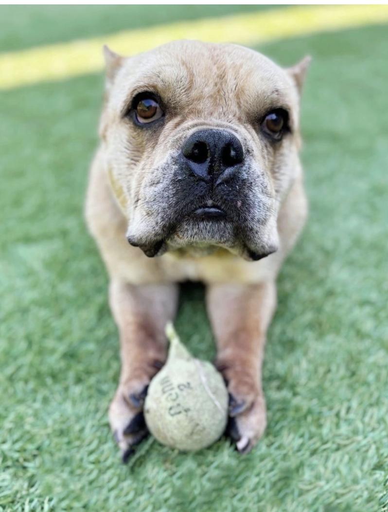 Ajax, Adoptable, Young Male Bulldog.