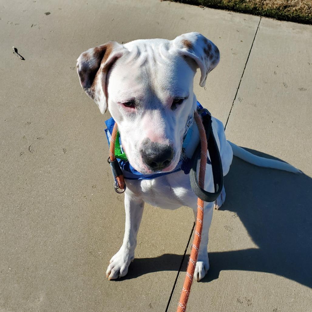 Wilbur, Adoptable, Adult Male Pit Bull Terrier.