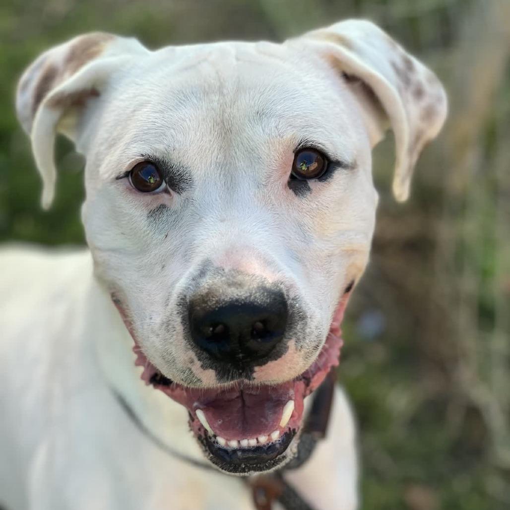 Enlarge Wilbur, a Adoptable mixed breed in Denison, TX image 2/4