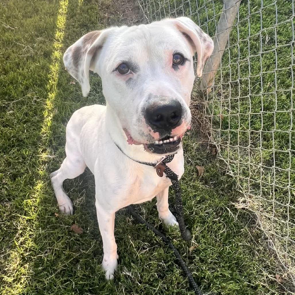 Enlarge Wilbur, a Adoptable mixed breed in Denison, TX image 3/4